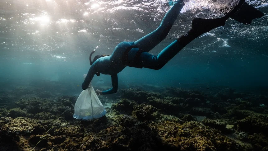 Marine researchers goes underwater to place spawning cones to gather and preserve coral reefs.