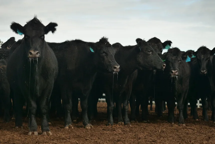 A mob of black cows standing in a muddy yard