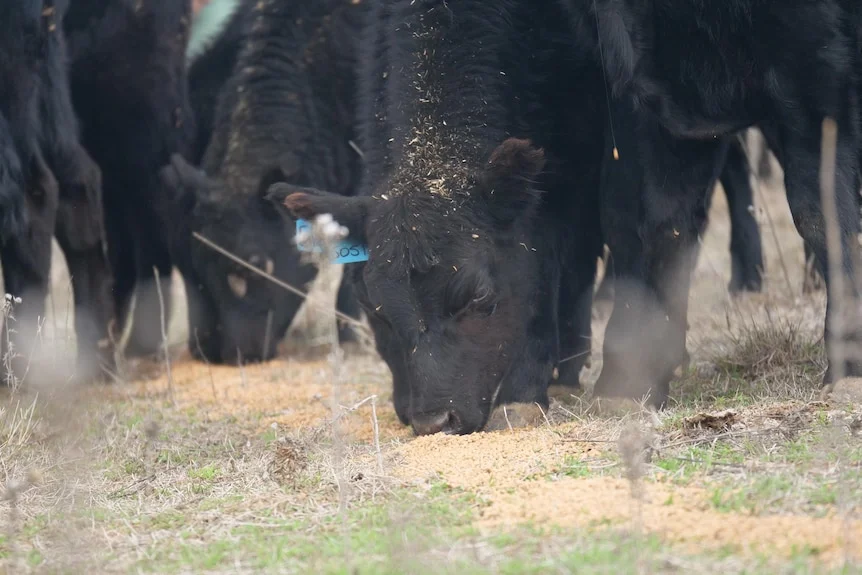 Cattle eating grain with shoot of green gras coming through