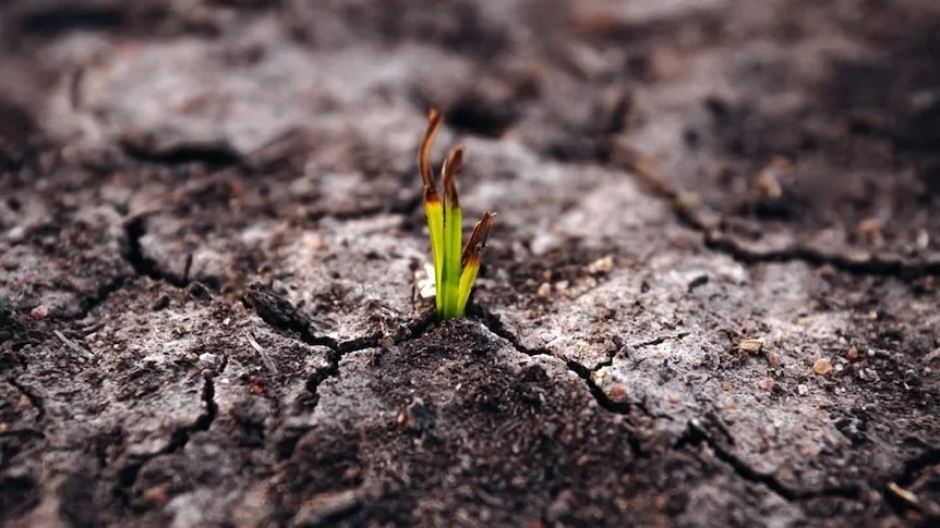 A small green shoot breaking through cracked dirt.
