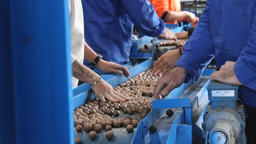 Workers hand-sorting macadamias on a conveyer belt.