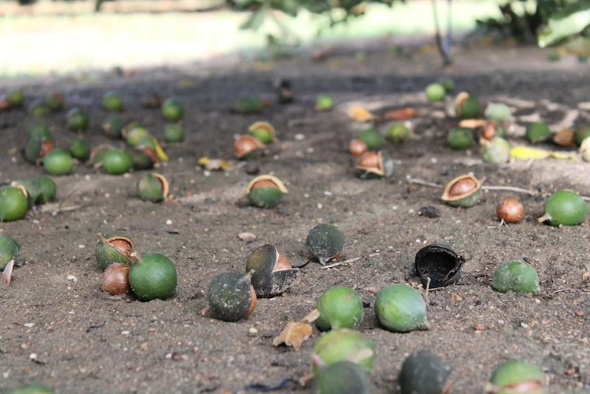 Macadamias fallen on the ground.