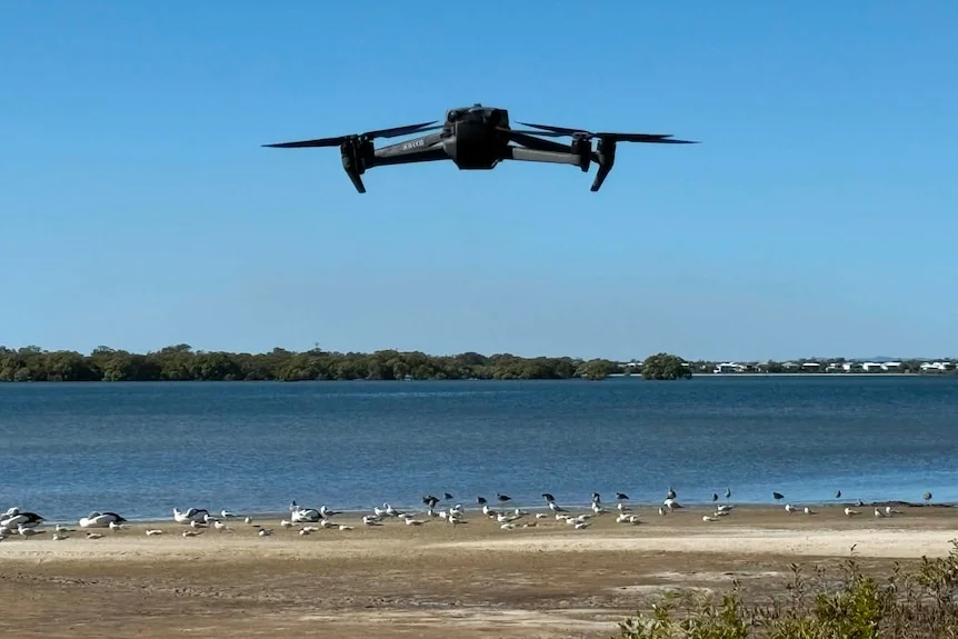 A drone flies near birds on the shoreline