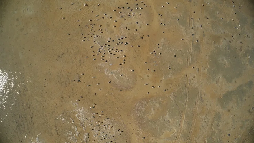 A drone image of Australian shorebirds.