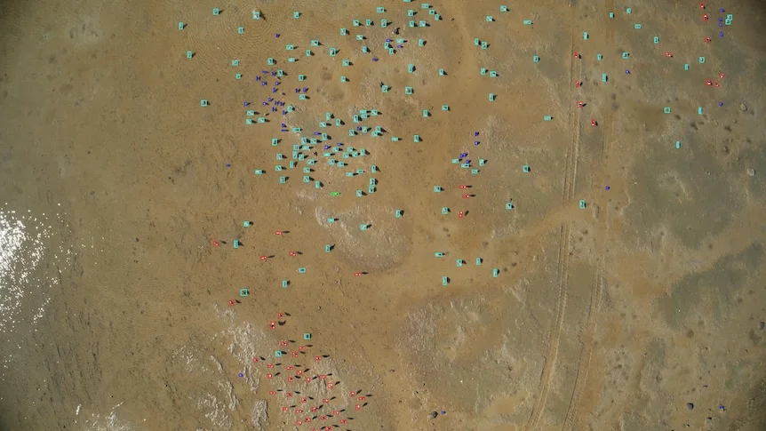 AI rapidly identifies birds in the picture.