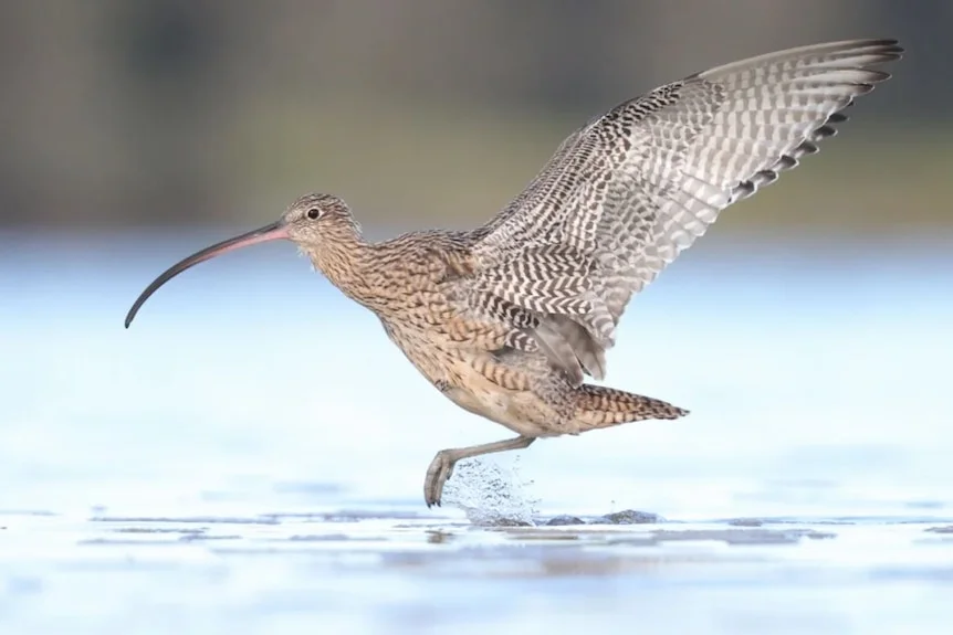 A bird with a long beak wading in shallow water near a beach.