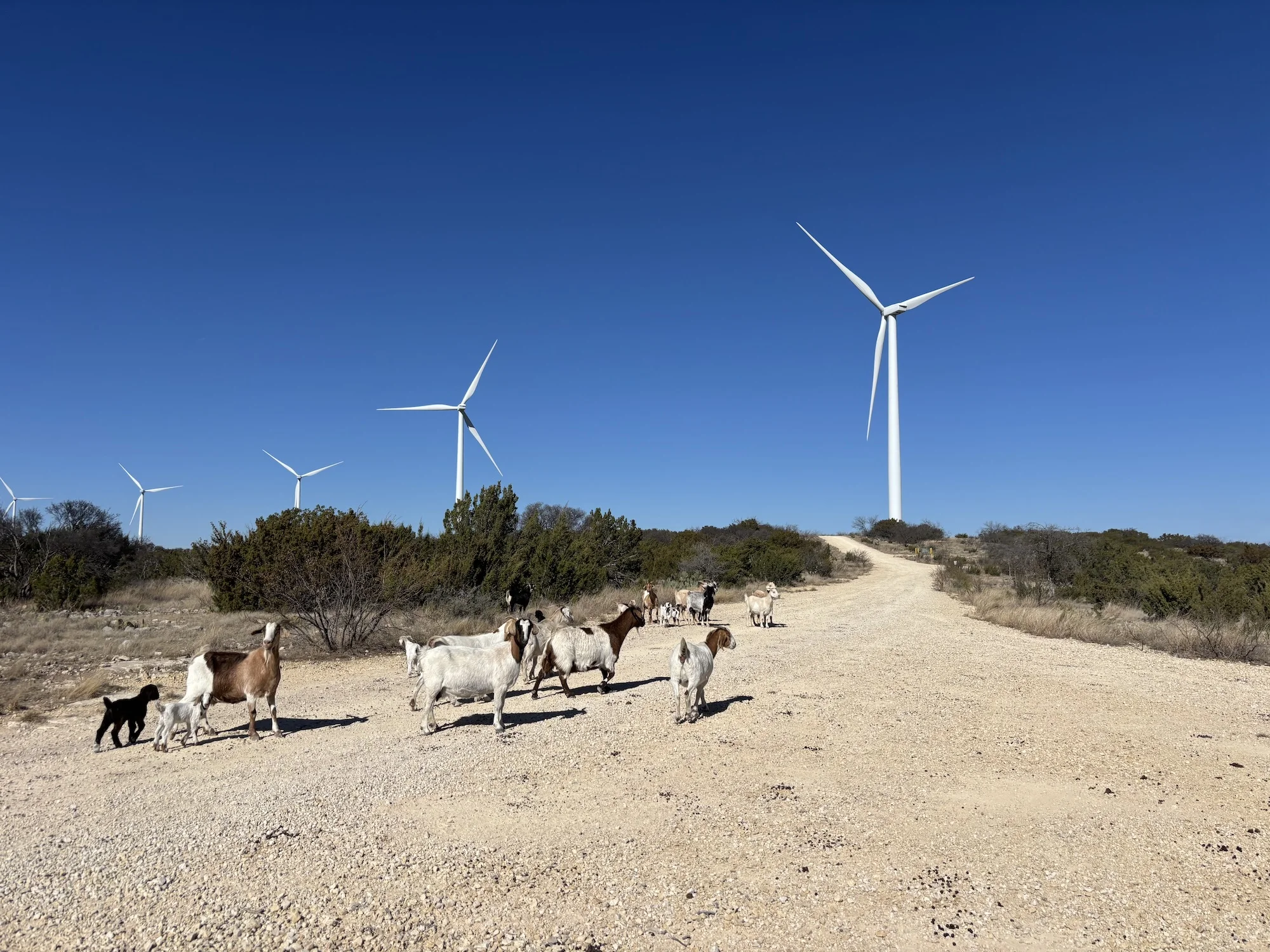 a small herd of goats walks on a path near wind turbines