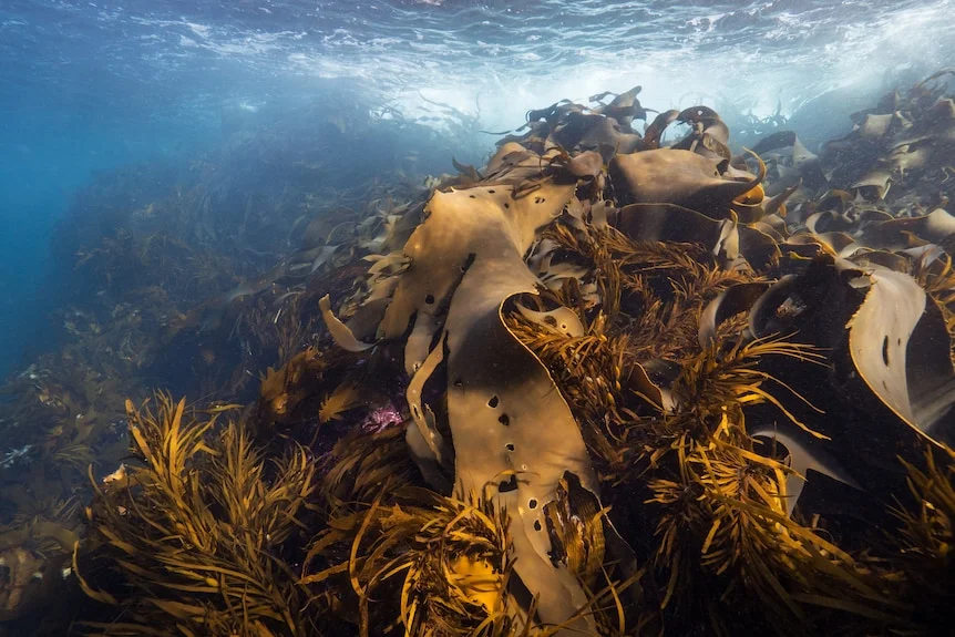 bull kelp under water