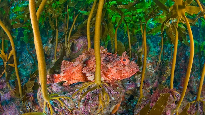 A fish in seaweed.