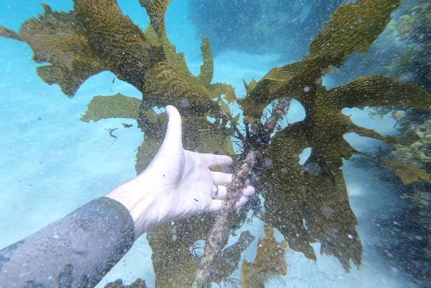 A person's hand holds kelp underwater
