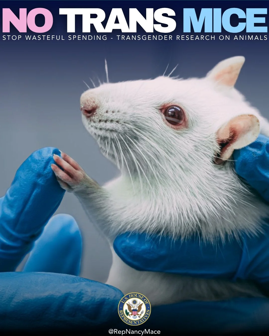 South Carolina Rep. Nancy Mace is facing mockery after unveiling a bill to stop the supposed federal funding of ‘transgender mice’