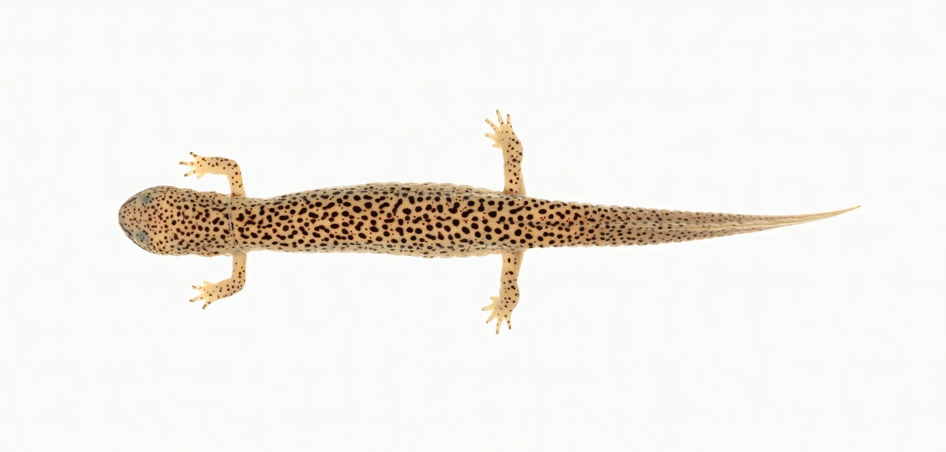 A preserved salamander specimen with a long body, short legs and mottled brown markings.