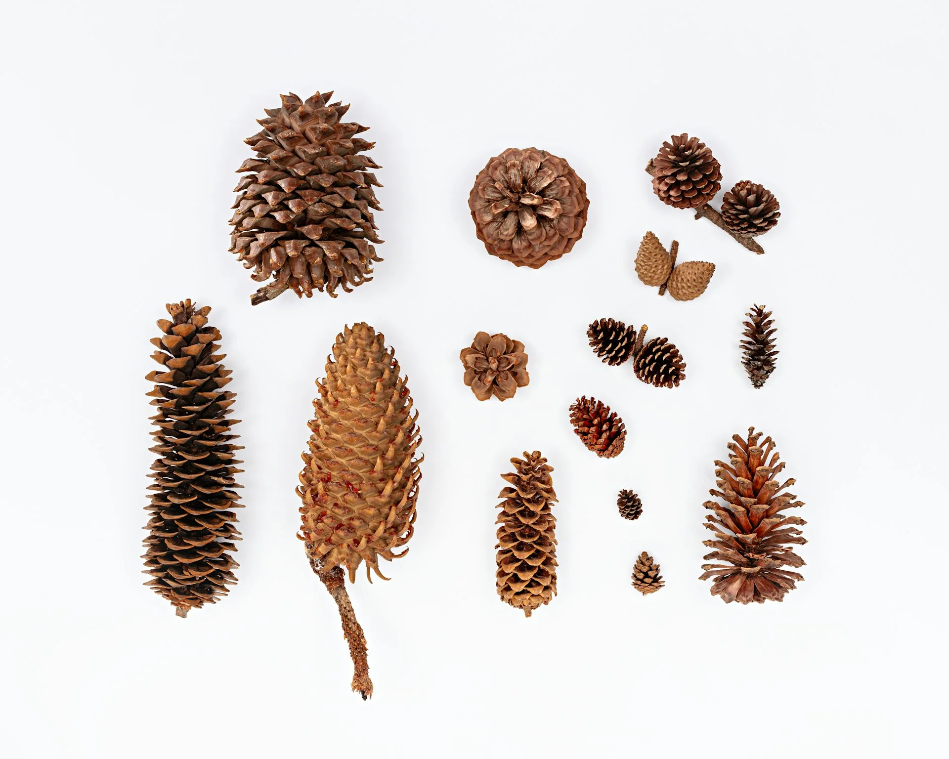Several pine cones of different sizes and shapes arranged on a white background, showing variation among pine species.