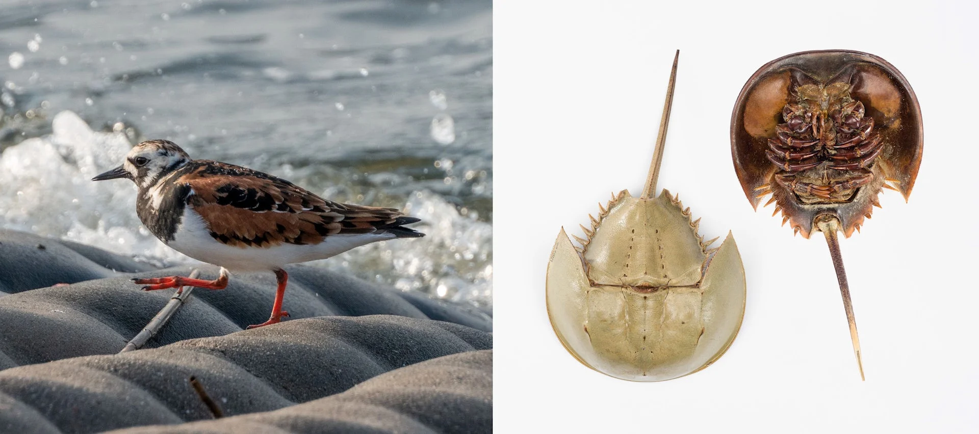 left panel: brown bird with white belly walks on bumpy ground with wave in background; right panel: horseshoe crab specimen from above and below