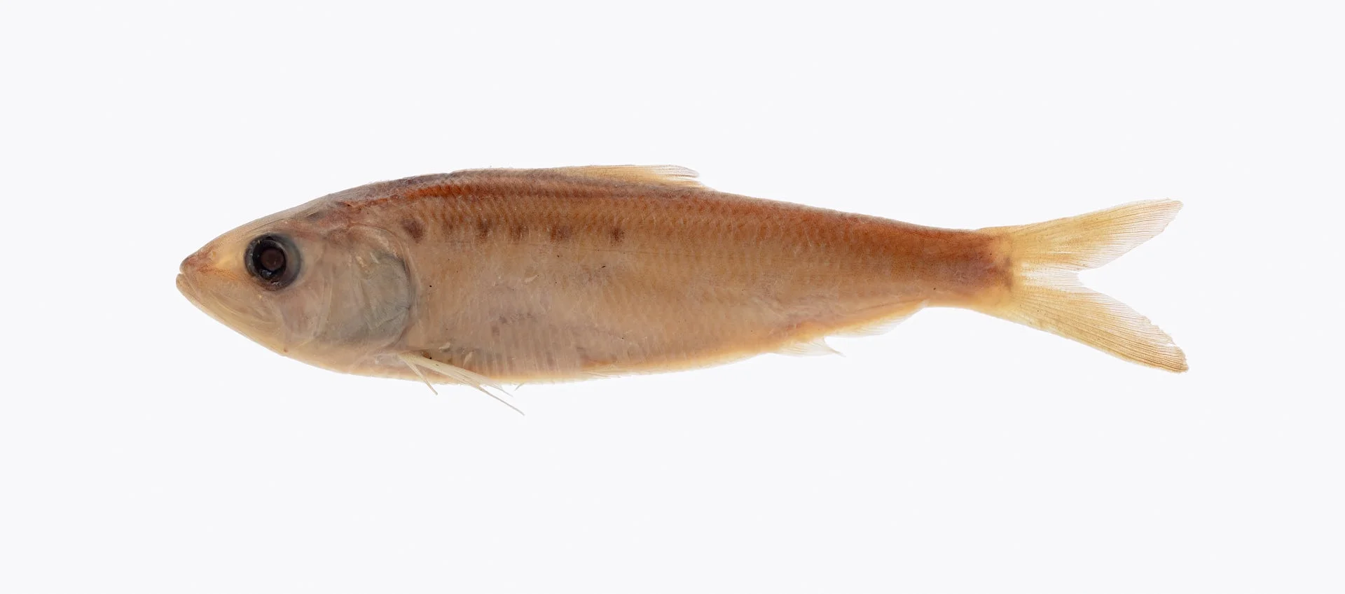 A preserved American shad specimen, a silvery fish that migrates between the Atlantic Ocean and freshwater rivers to spawn.