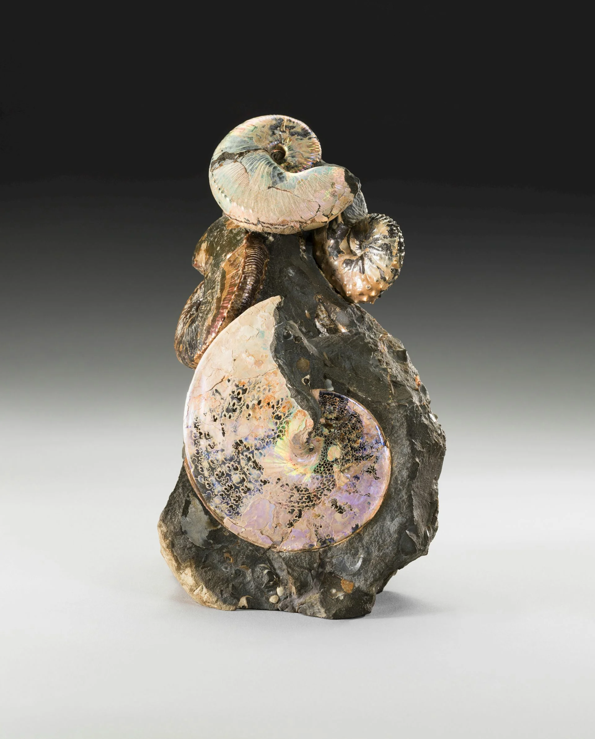 Two coiled ammonite fossils preserved in rock, representing marine animals that lived in the ancient Western Interior Seaway.