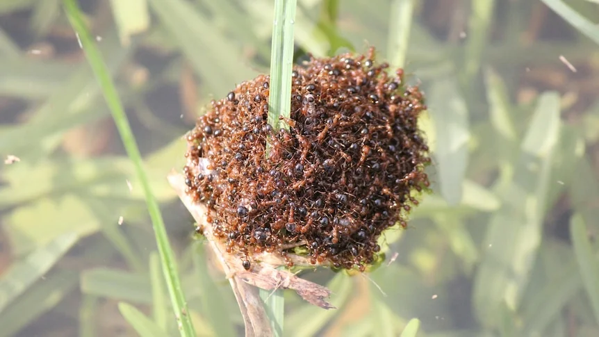 A close-up image of a bustling fire ant nest in focus, the background is a green blur of foliage