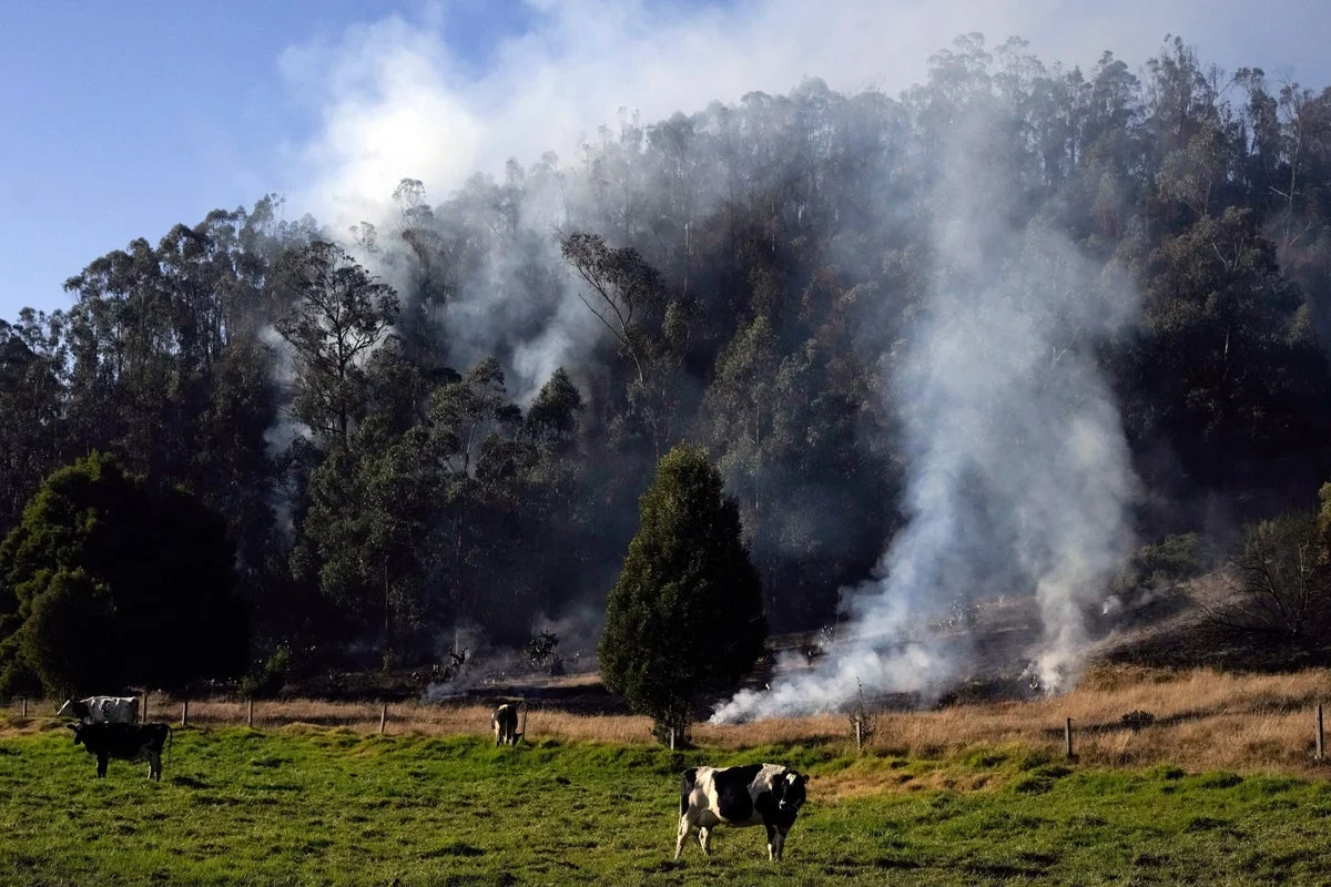 Colombia Implements New Law to Trace Cattle and Exclude Deforestation-Affected Beef from Supply Chains