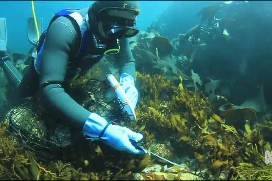 A diver harvests abalone underwater