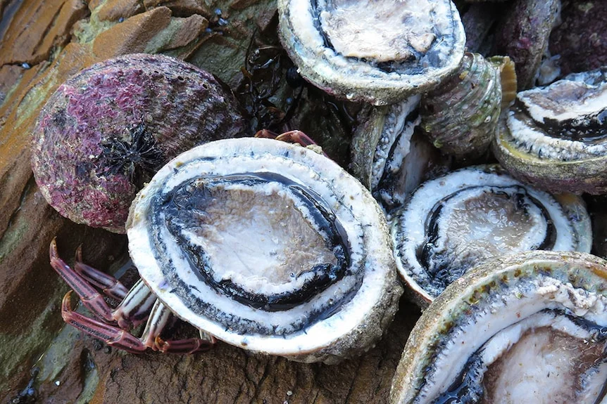A collection of abalone shellfish