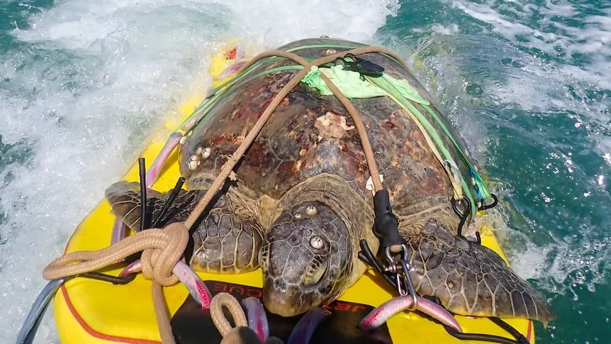 A large green sea turtle is strapped to a lifeguard ski