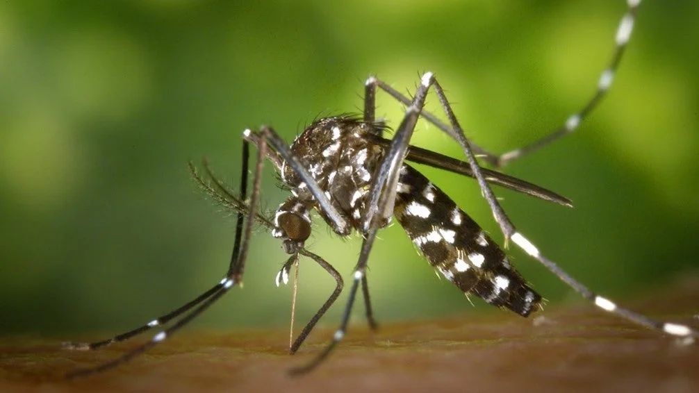Mosquitoes like warmth as well as standing water to lay their eggs in