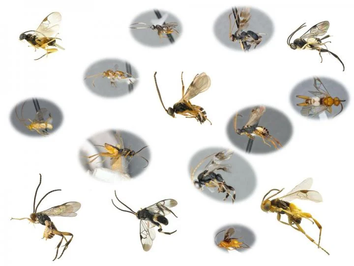 More than a dozen species of Microgastrinae wasps are seen in this composite image. There were 3,000 known species in 2020