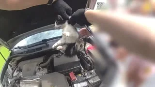Kitten stuck inside car engine rescued by police with unlikely tool
