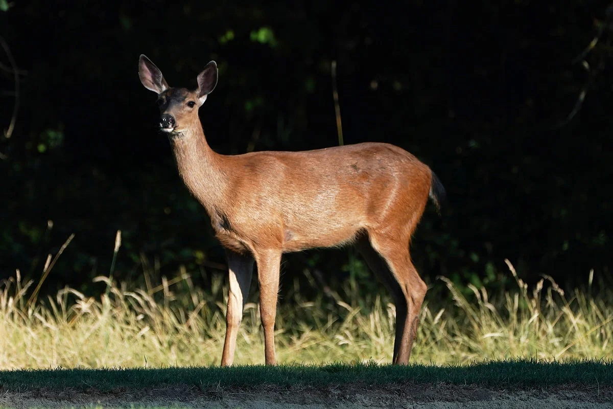 Animal Rights Advocates Advance Efforts to Prohibit Hunting in a State